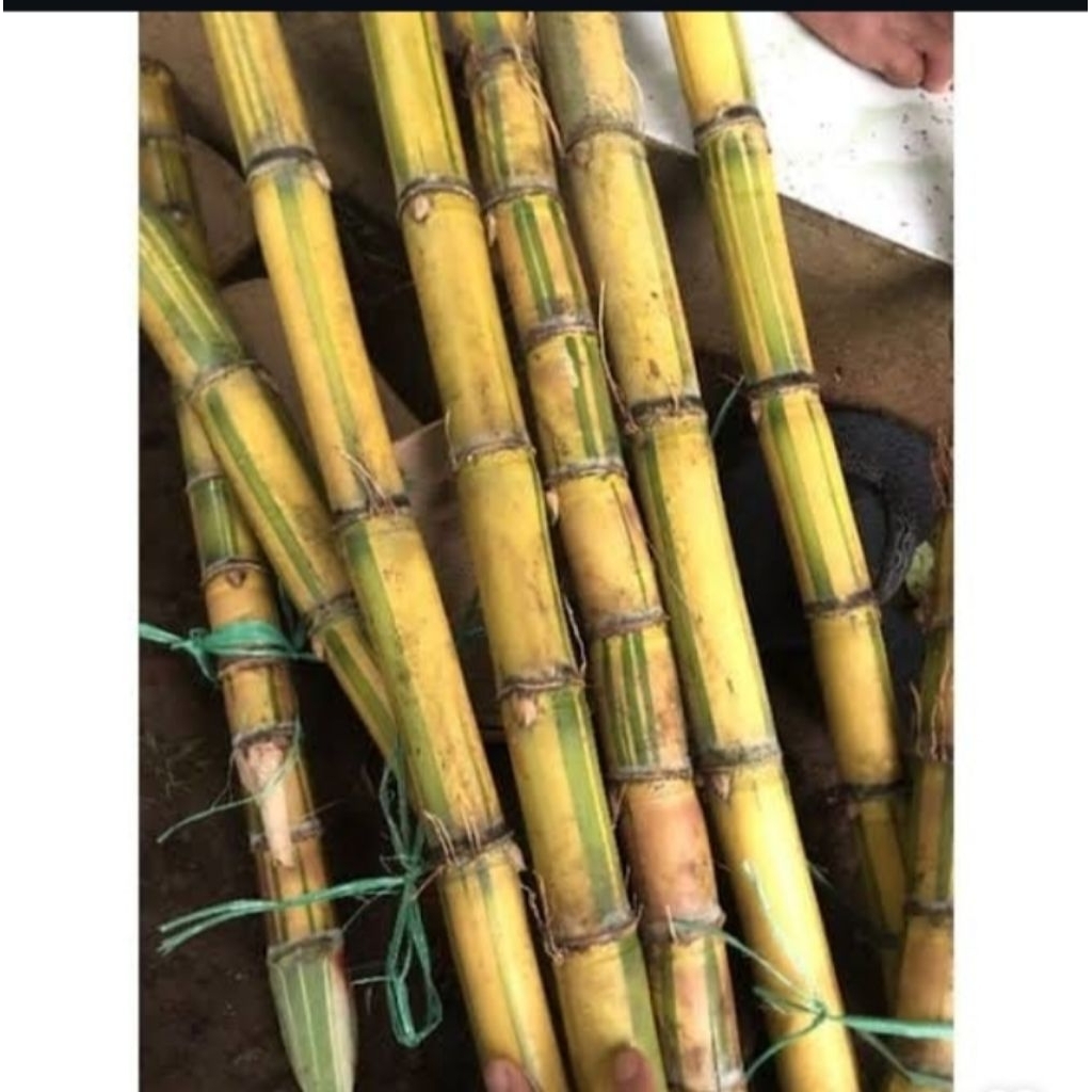 Tebu kuning segar 1 kg / tebu kuning manis