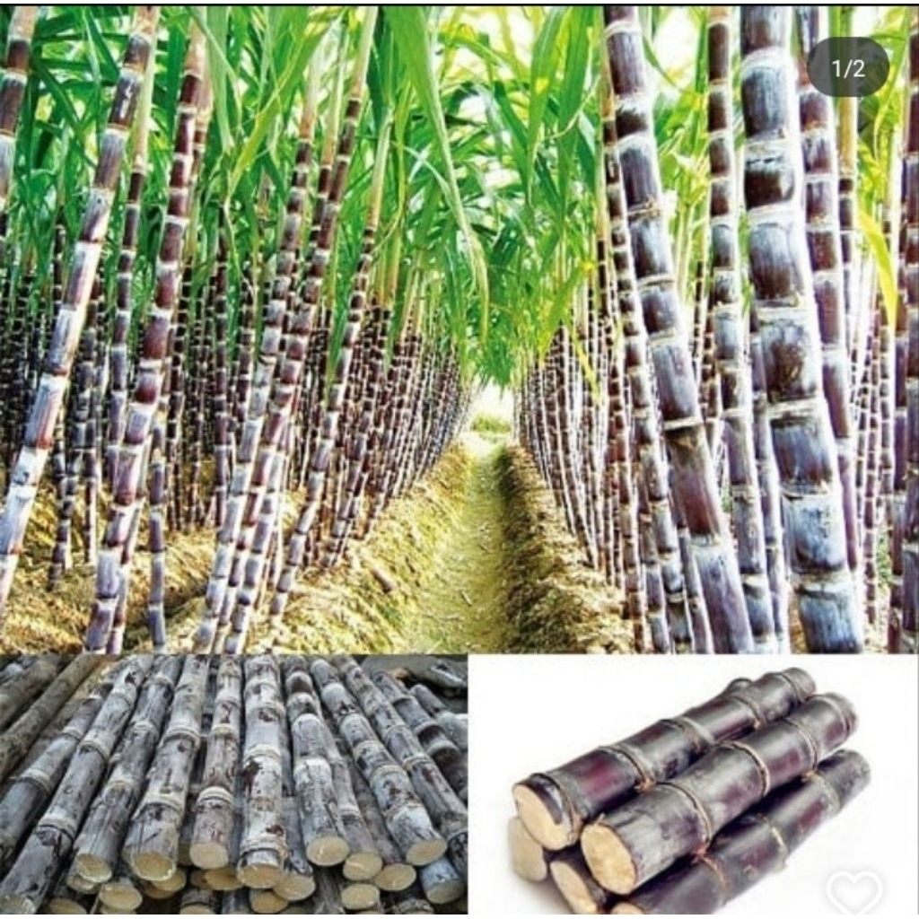 

Tebu ireng segar 1 kg / tebu hitam di jamin manis