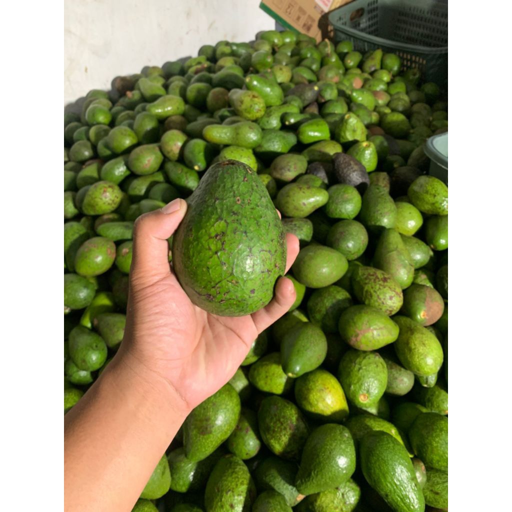 

Alpukat mentega super bergaransi 1 kg isi 4-5 buah