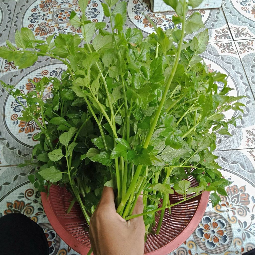 

Daun Tespong | Seladren | 500gr