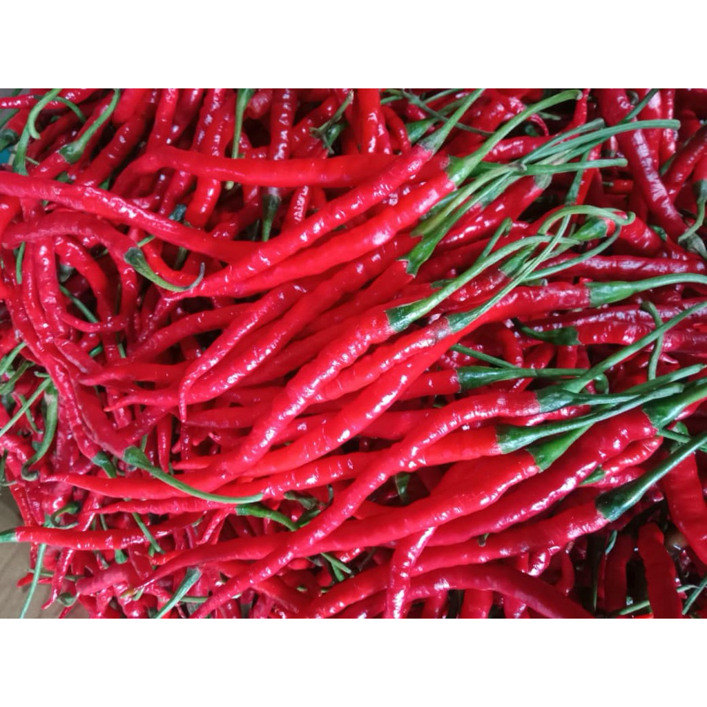 

Cabe Merah Kriting Freshh