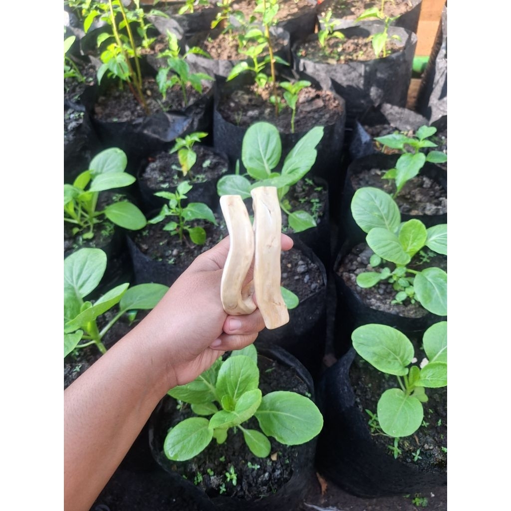 Gelang Akar Bahar Putih Asli Laut Selatan 100% Original