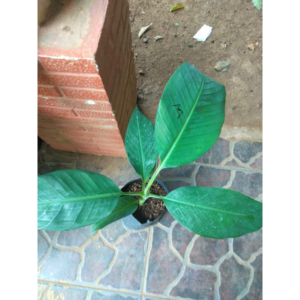 ASLI - Bibit Pisang Mulyo Dampit | Fhia 17 Kultur Jaringan - Unggul - Murah