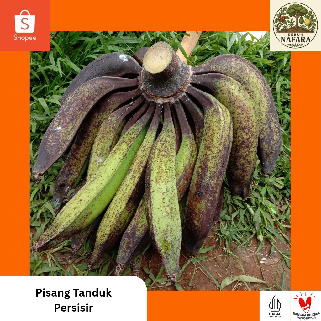 

Pisang Tanduk Grosir Mix Besar Kecil | Pisang Super dari Kebun Organik (persisir)