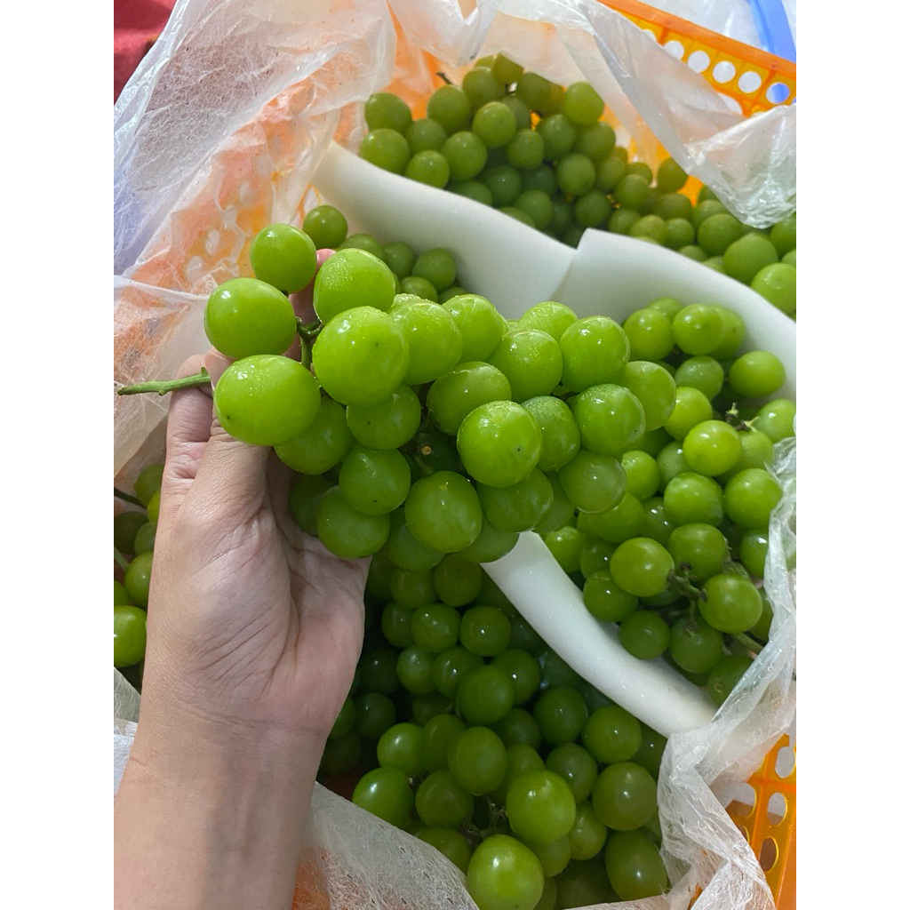 

Buah Segar | ANGGUR MUSCAT | ANGGUR HIJAU