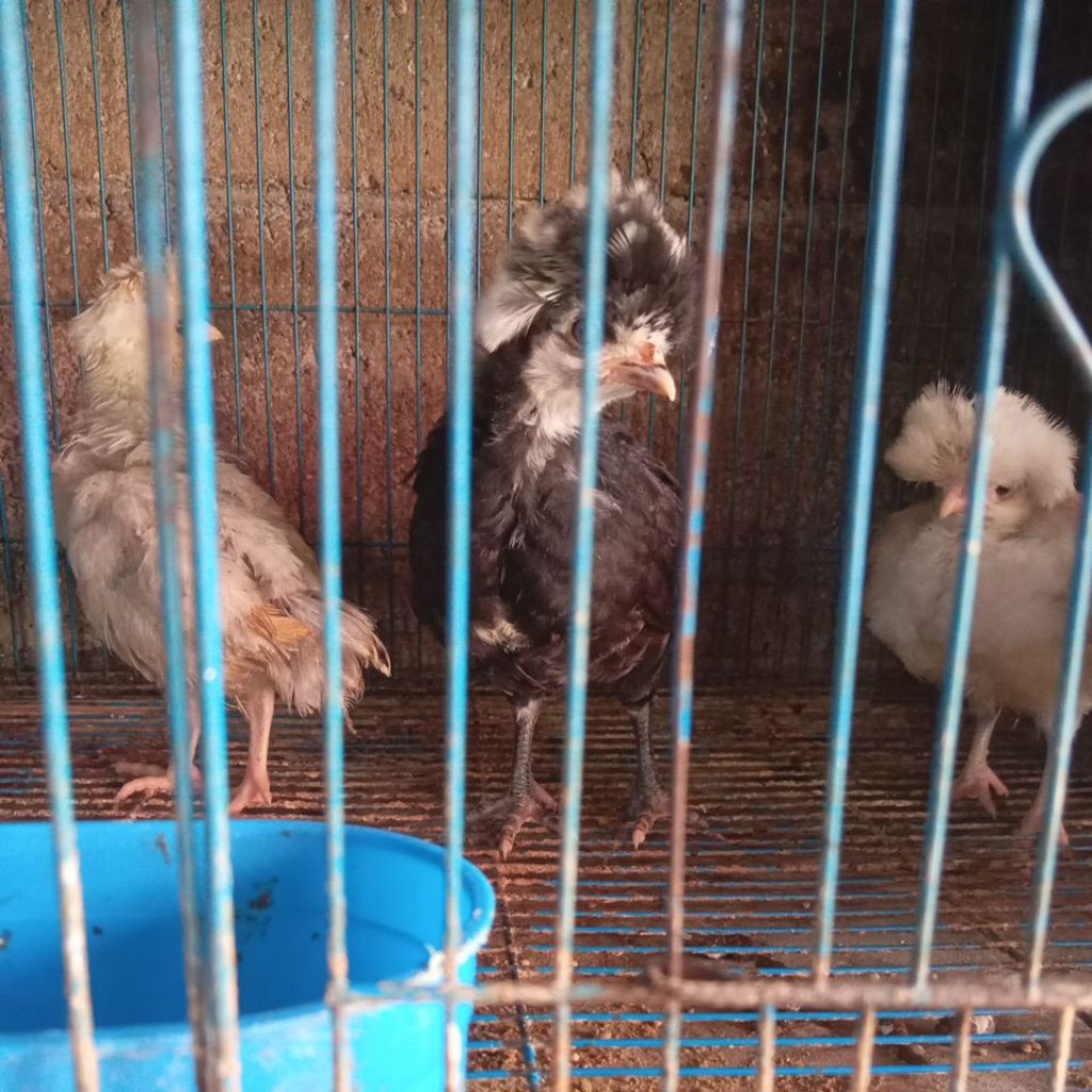 

ayam polan umur 1bulan