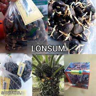 bibit kecambah sawit unggul lonsum isi 250 butir