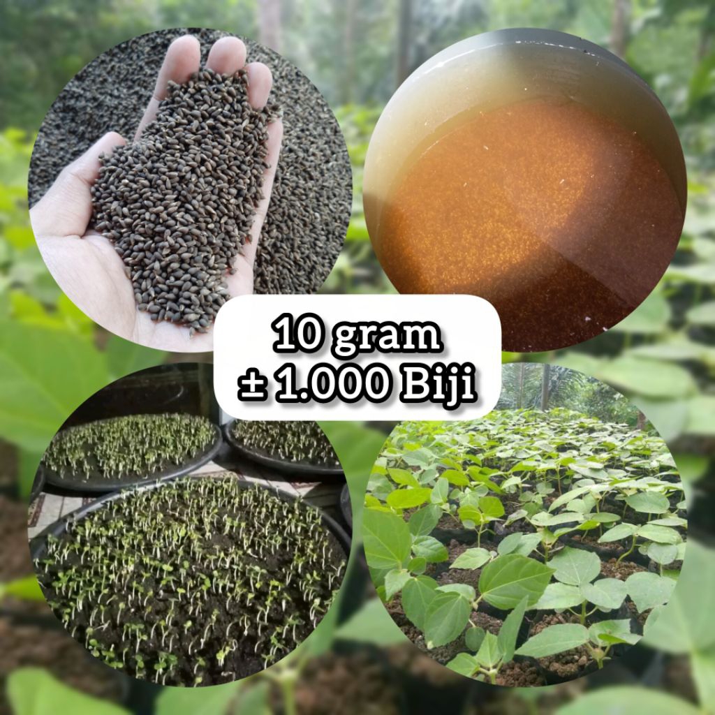 Bibit Pohon Balsa Putih 10 gr - Biji Kayu Balsa Putih Super - Benih Balsa Unggul