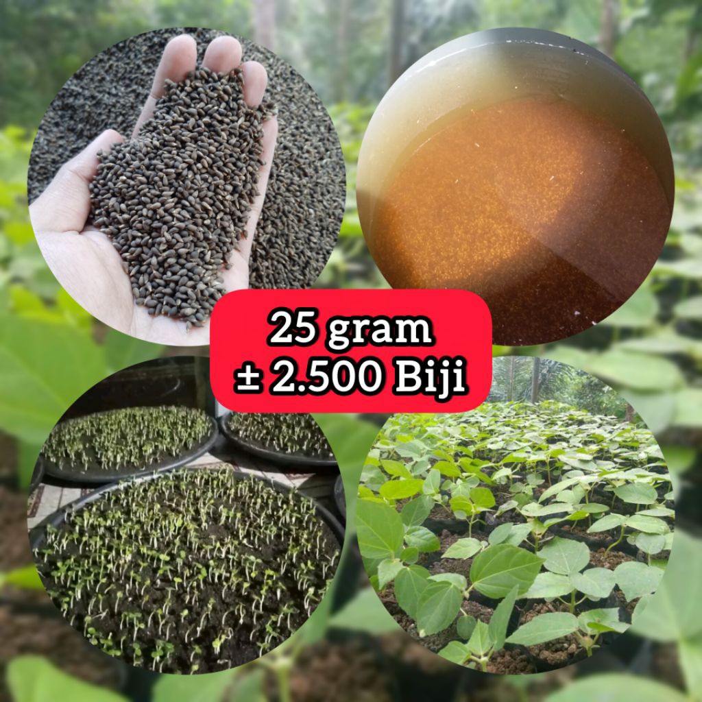 Benih Pohon Balsa Unggul 25 gr - Biji Kayu Balsa Putih Super