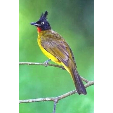 Kutilang Emas Bekasi