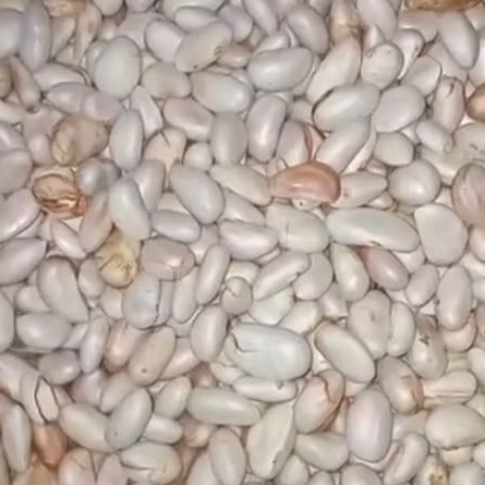 

Biji Nangka segar / Beton masih utuh belum pecah