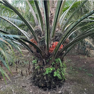 Benih Sawit Unggul TOPAZ 3 SERI 4 ORIGINAL bersertifikat