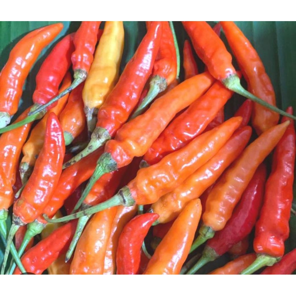 

Cabe Rawit Caplak/Rawit Setan