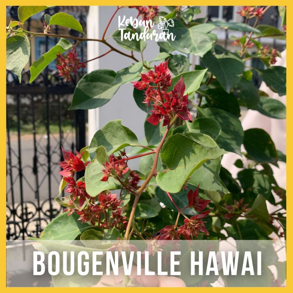 Tanaman Hias Bunga Bougenville Hawai –  Bougenville Bugenvil Import Berkualitas