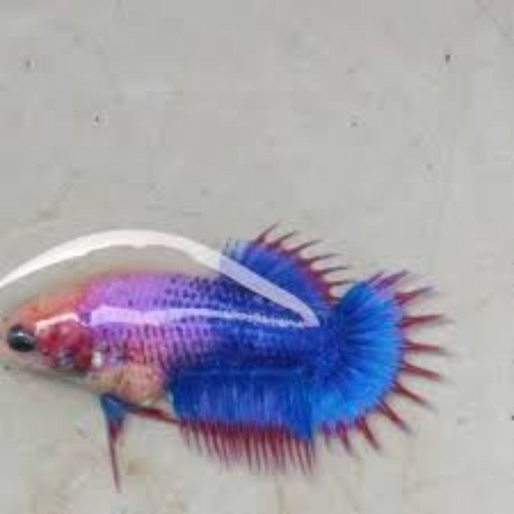 Ikan hiasan aquarium jenis serit crowntail siap breed