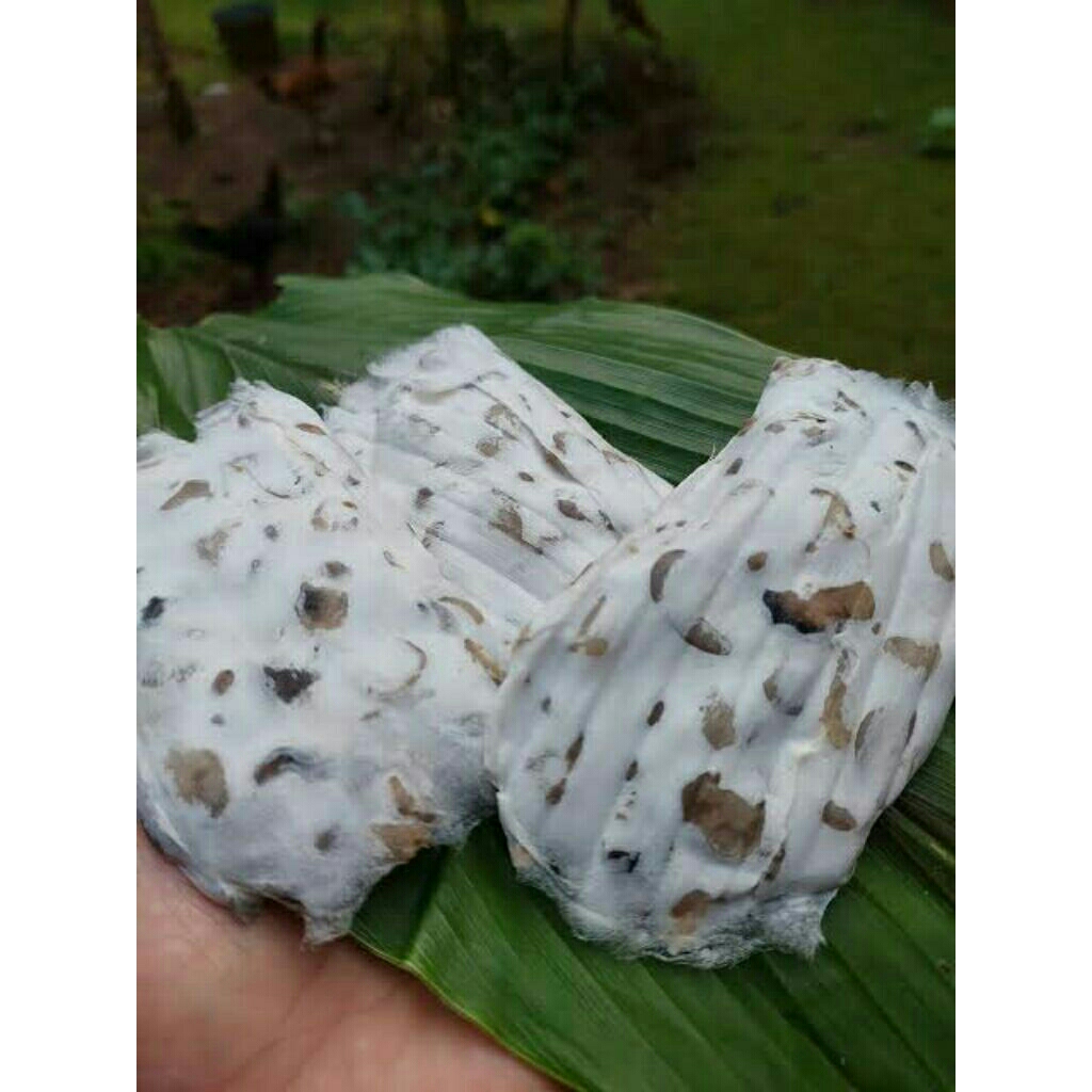 

tempe benguk isi 5 bungkus