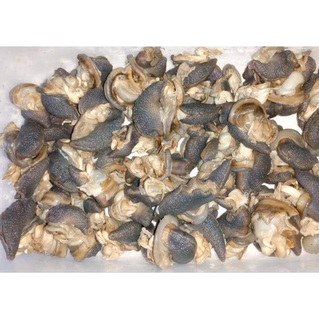 bekicot Fresh Siap masak