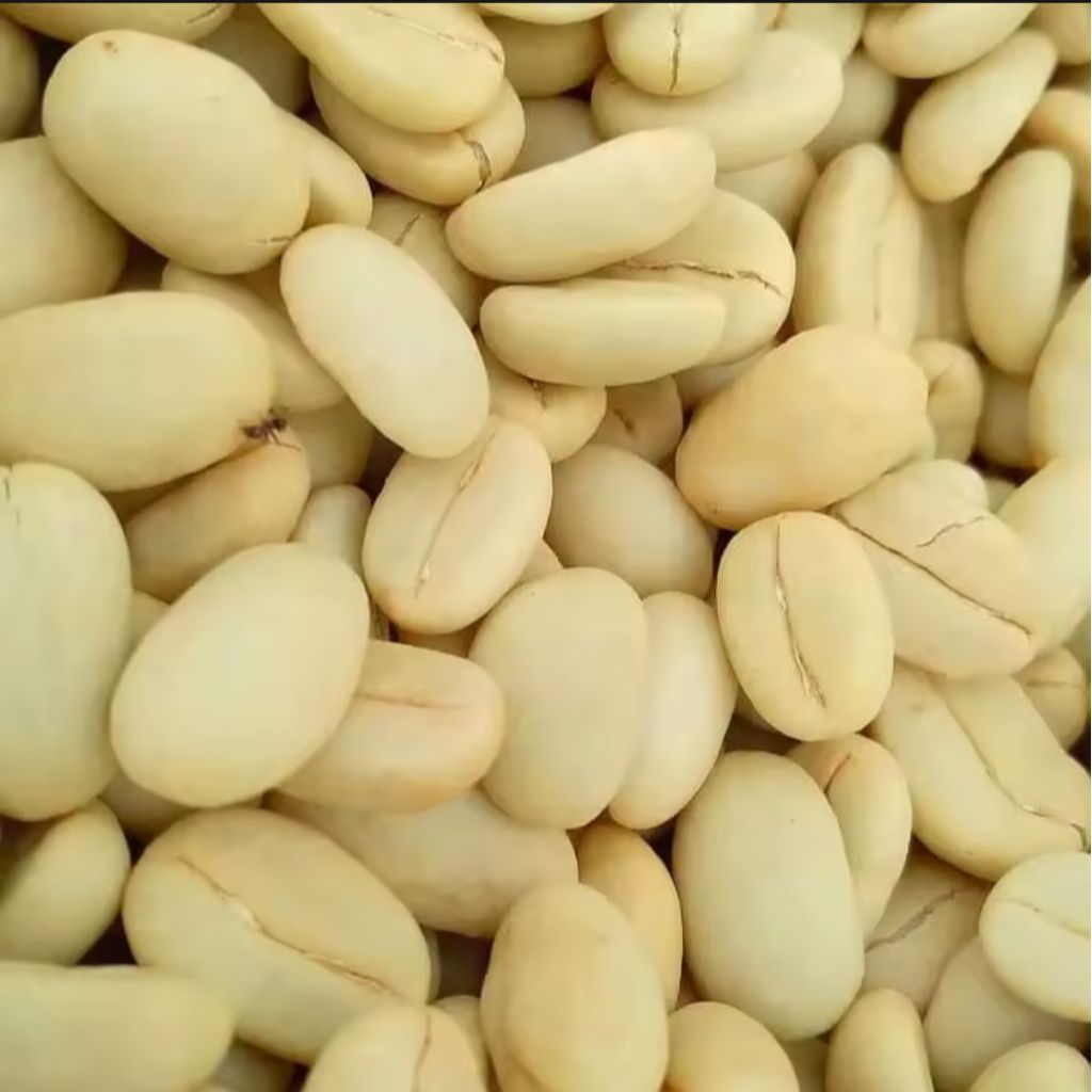 

BIJI KOPI ARABIKA ATENG/KOPI ARABIKA UNGGUL