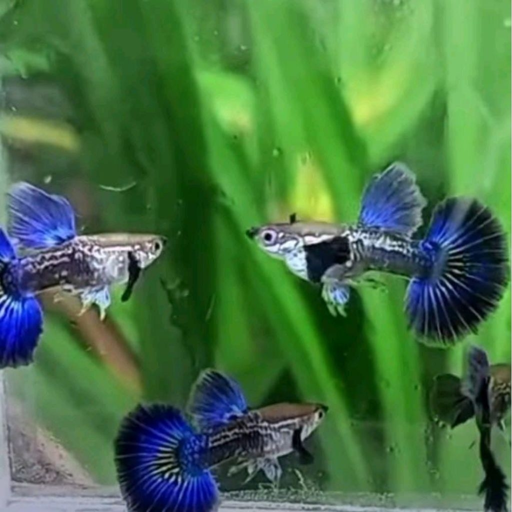 

packing kardus blue dragon 1 pasang