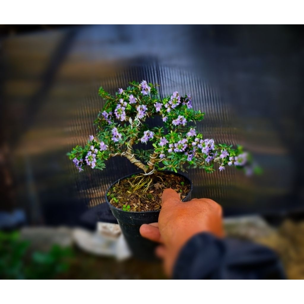 bonsai mame bonsai Saeng simbur Vietnam super mikro Sudah jadi