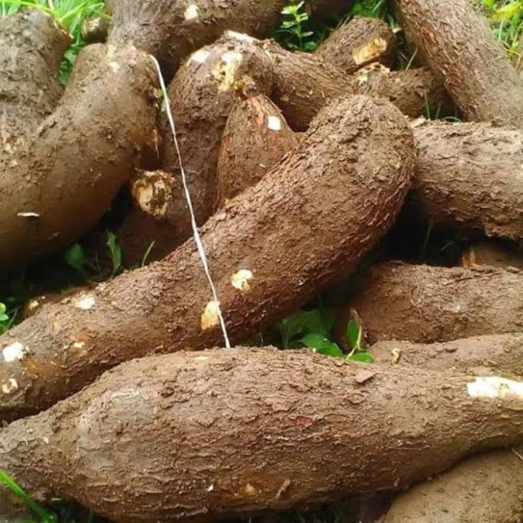 

Murah Singkong mentega ( kuning ) mentah !!!