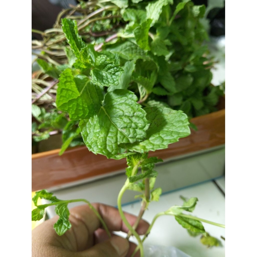 

daun mint