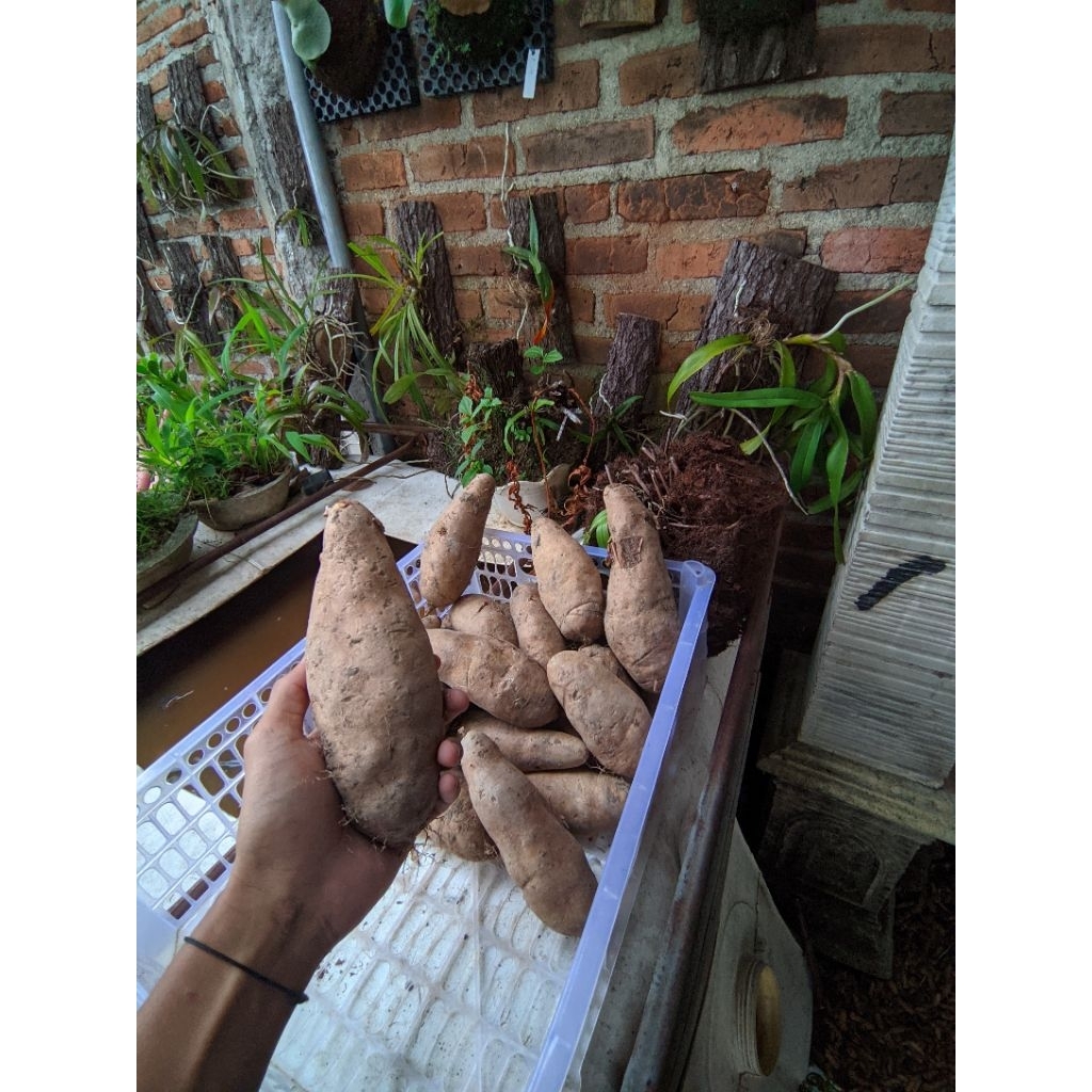 

Gembili ketan pulen dan legit fresh baru panen 1kg