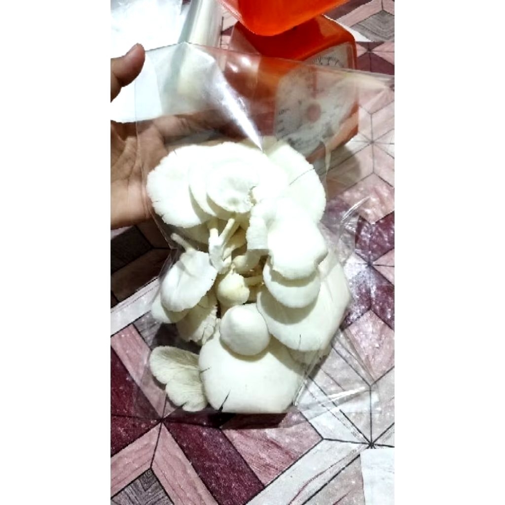 

Jamur Tiram Segar 1kg