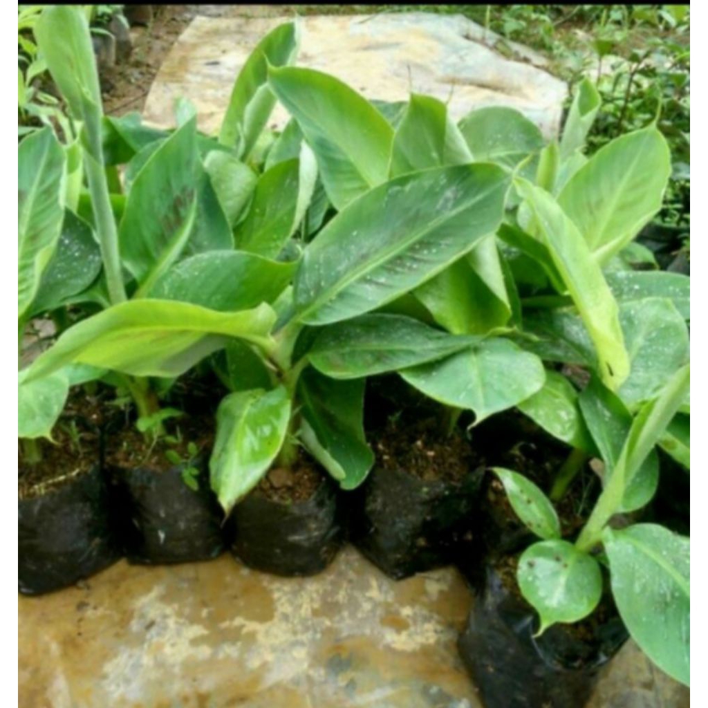 bibit pisang raja sajen