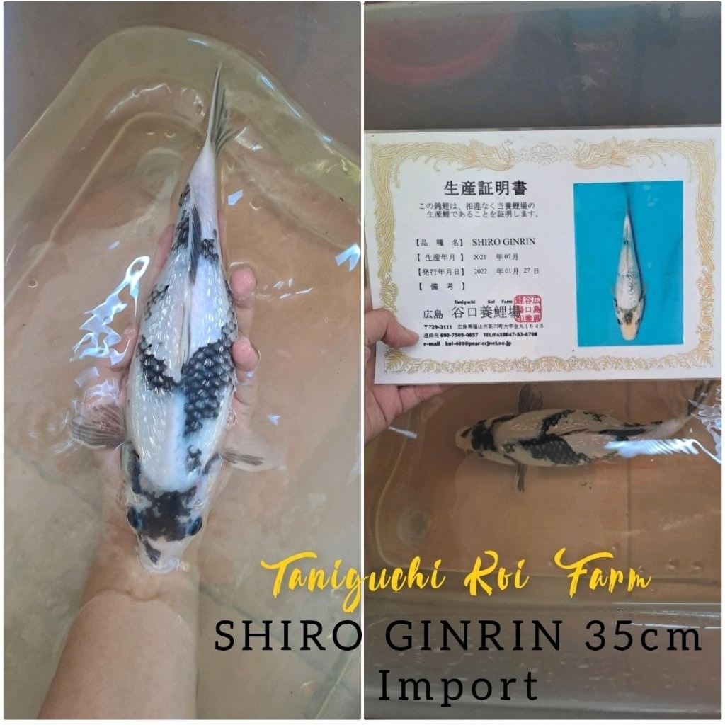 Koi Shiro Ginrin IMPORT