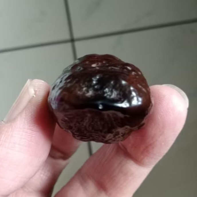 Kemiri Adu Muncang Adu Jayanti Entog Ori Grade A Menang Dua Kali