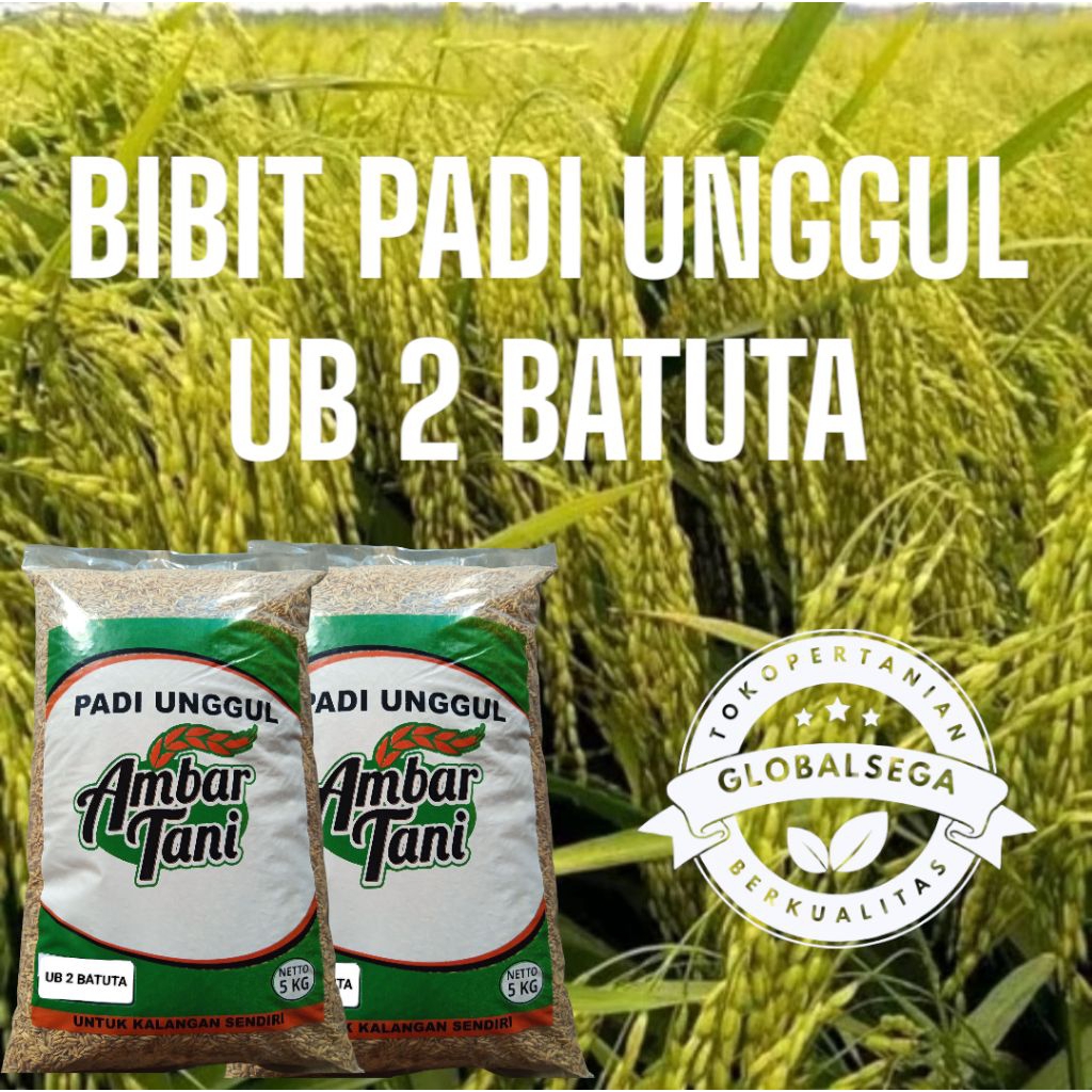 BENIH PADI UNGGUL UB 2 BATUTA KEMASAN 5KG TERBARU