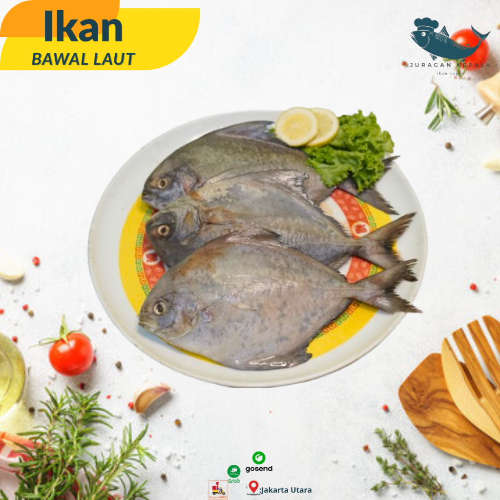 

Juragan Ikan Bawal Laut/ Bawal Hitam Segar 1KG