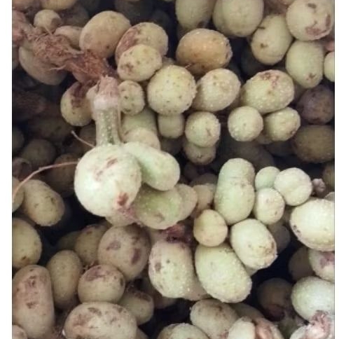 

Biji Bunga Kantil Bibit Semai Tanam