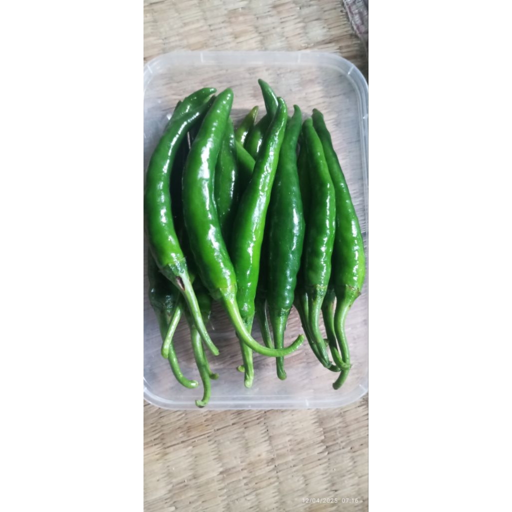 

CABE TW BESAR SEGAR PEDASNYA MANTAP