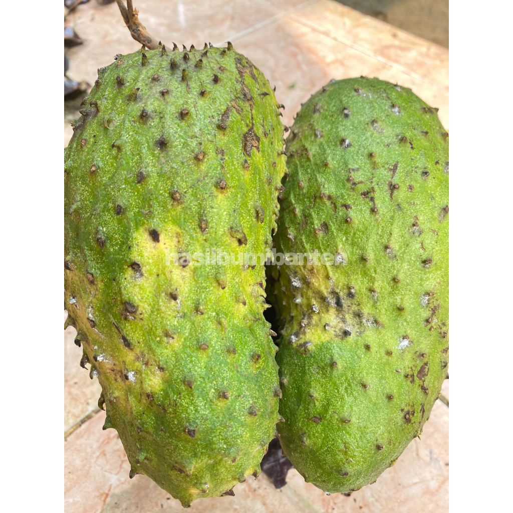 

SIRSAK 1 BUAH BERAT 2KG FRESH