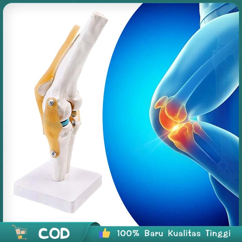 

Knee Joint Model Anatomi Sendi Lutut Anatomi Sendi Lutut Manusia Anatomi Tulang