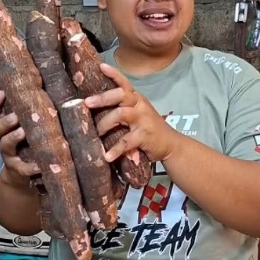 

Singkong Kulit Merah Mentah semarang