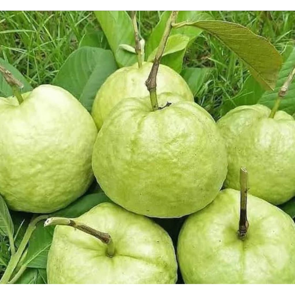 

JAMKRIS kebumen Jambu kristal 1kg