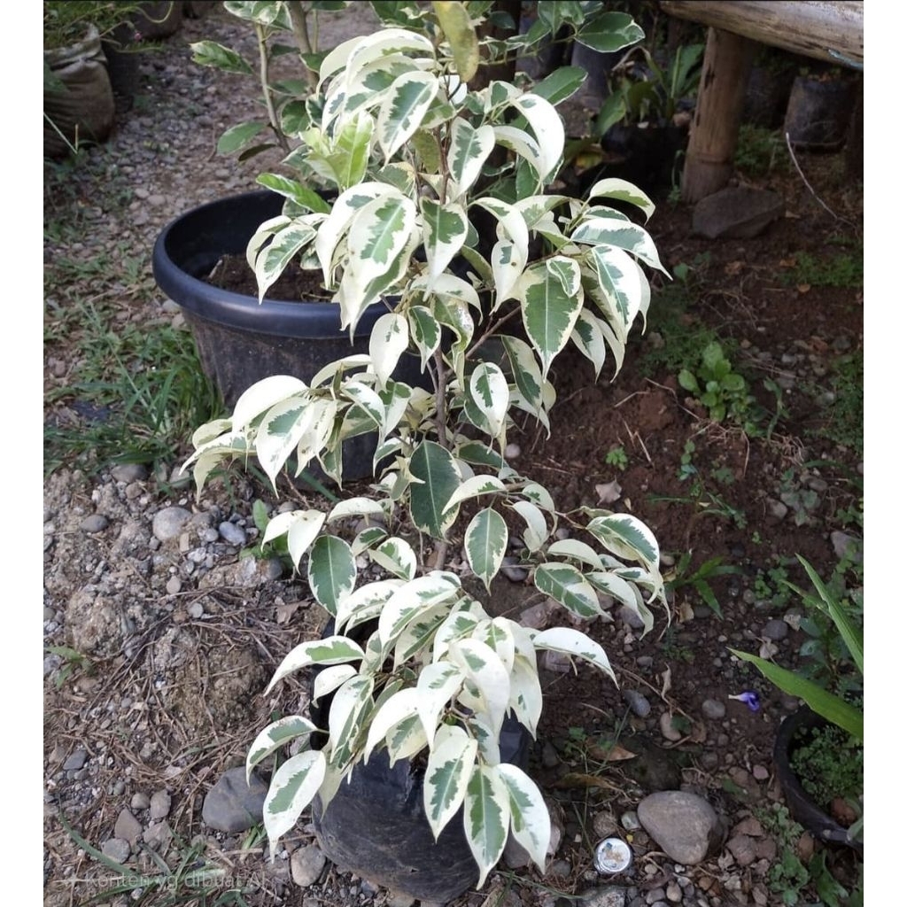 beringin putih (Ficus benjamina variegata)