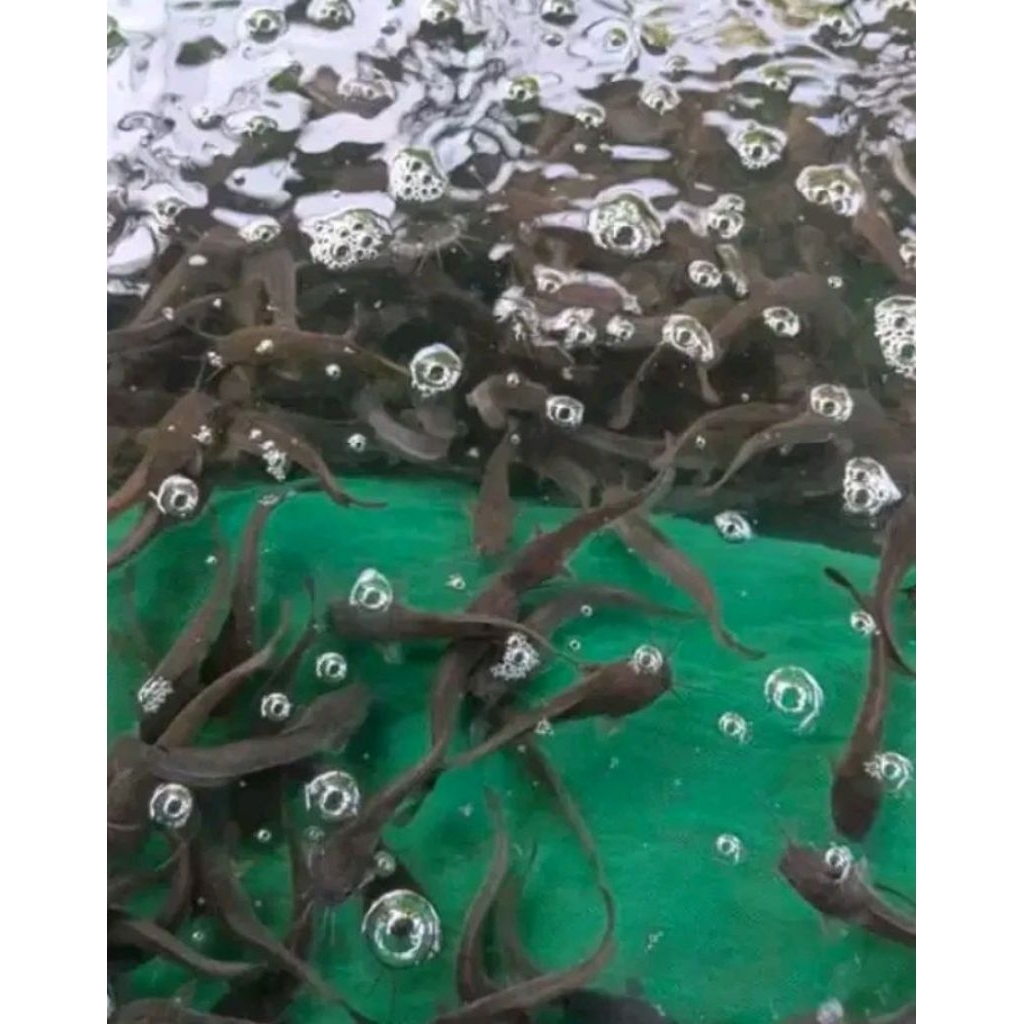 Bibit Lele Sangkuriang/Mutiara Paket 100 Ekor - Ukuran 6/7 Cm - Bibit Unggul dari Indukan Berkualita