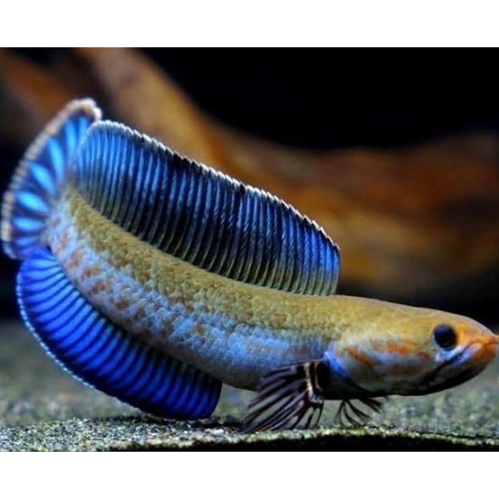 paket andrao full gondrong 7-10cm