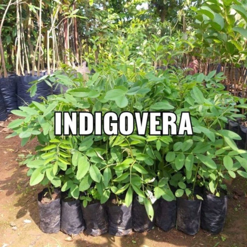 BIBIT INDIGOFERA/Bibit pakan ternak indigofera