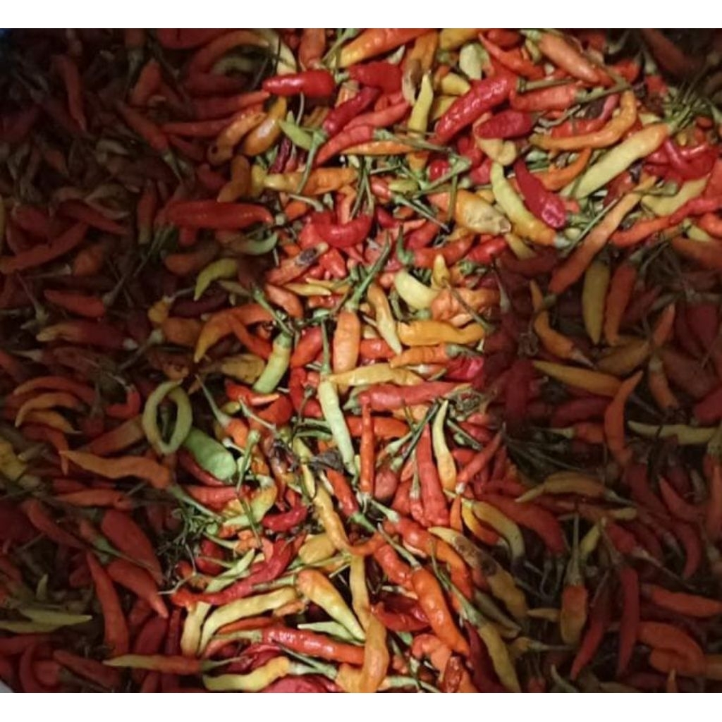 

CAKRA RAWIT MERAH FRESH PETIK KEBUN