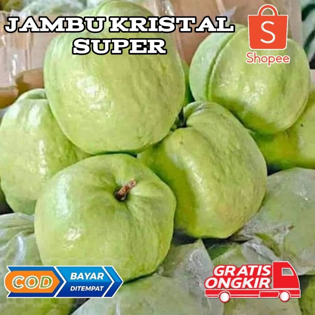 

Jambu kristal KEBUMEN 1kg isi 6~8 Buah jamkis fresh supermarket