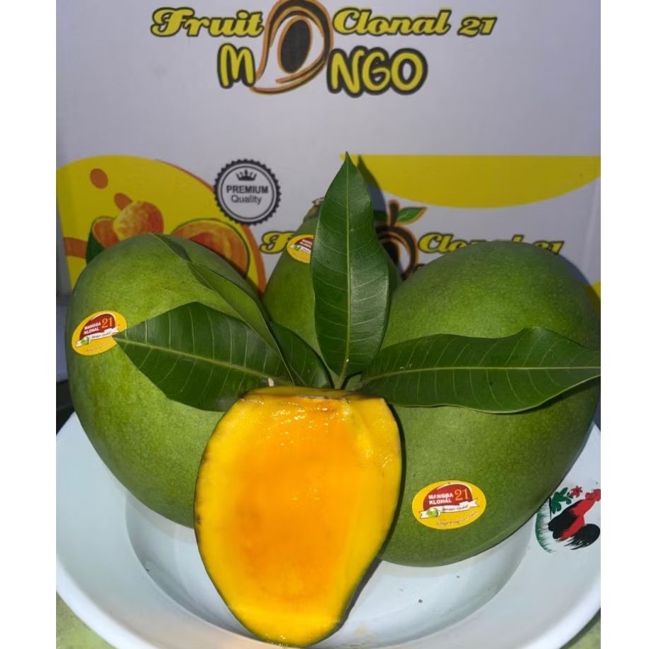 

Mangga alpukat 1 dus 5 kg | asli Masak pohon (MP) Harum manis siap makan