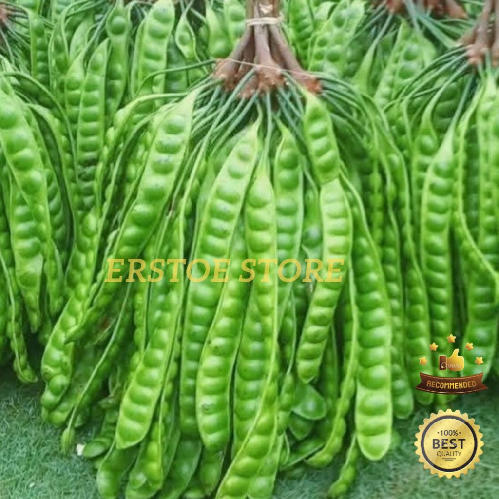 

PETAI PETE TUA 10 PAPAN ATAU LONJOR FRESH PILIHAN KUALITAS TERBAIK