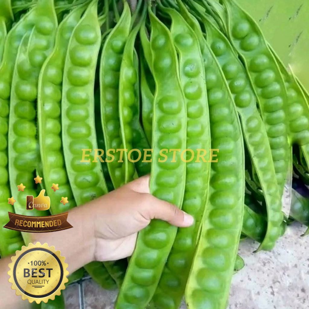 

PETE PETAI TUA FRESH 1 PAPAN ATAU LONJOR