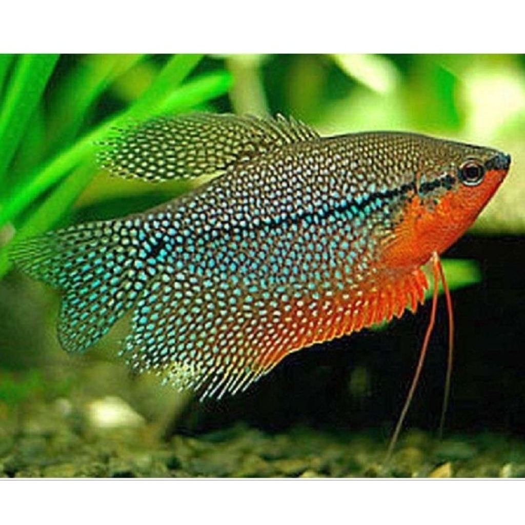 hiasan mutiara_sepat