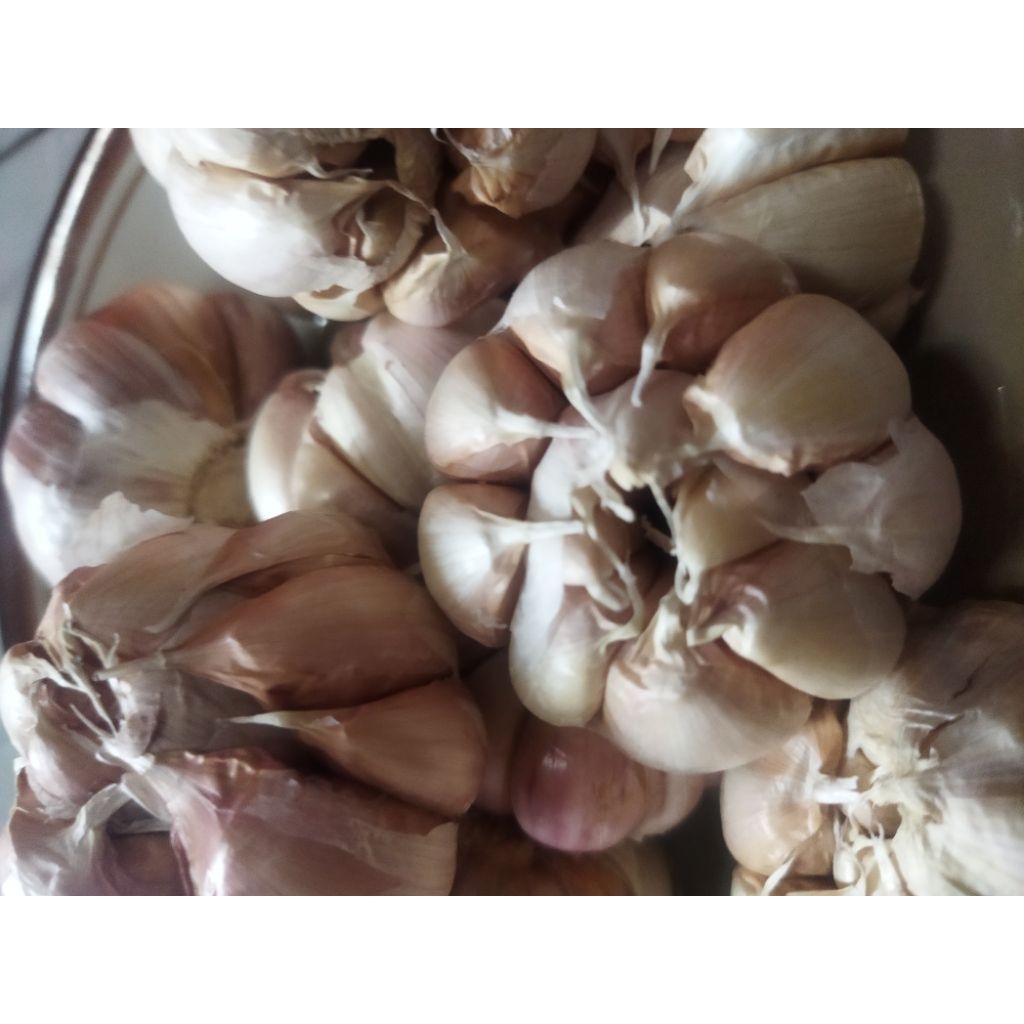 

Bawang Putih 1 kg